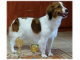 Kooikerhondje - fenka z CHS Dog from Wonderland SK